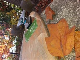 leaves on table